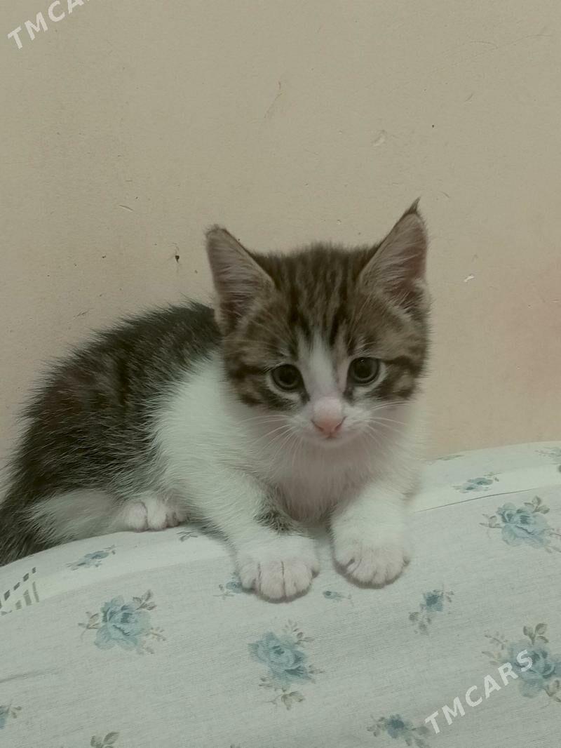 pisik - Мир 1 - img 3