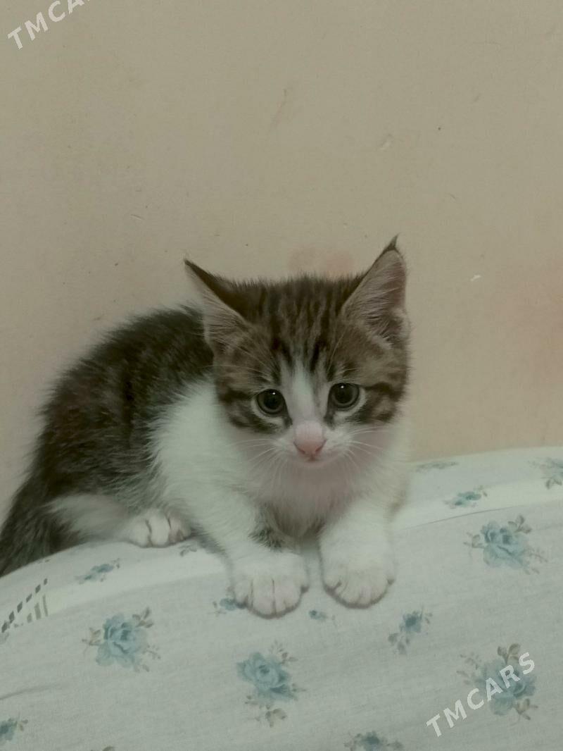 pisik - Мир 1 - img 2