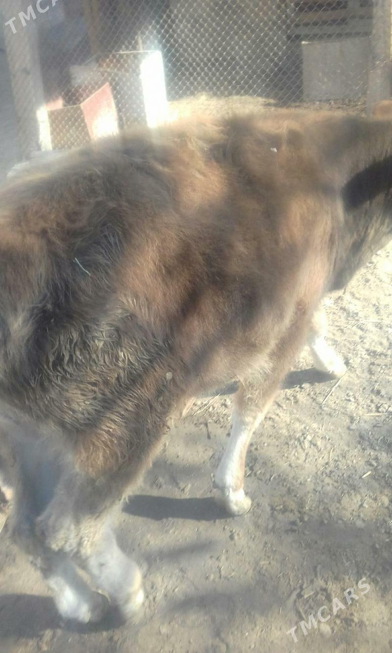 ökűökűz - Bereket - img 5