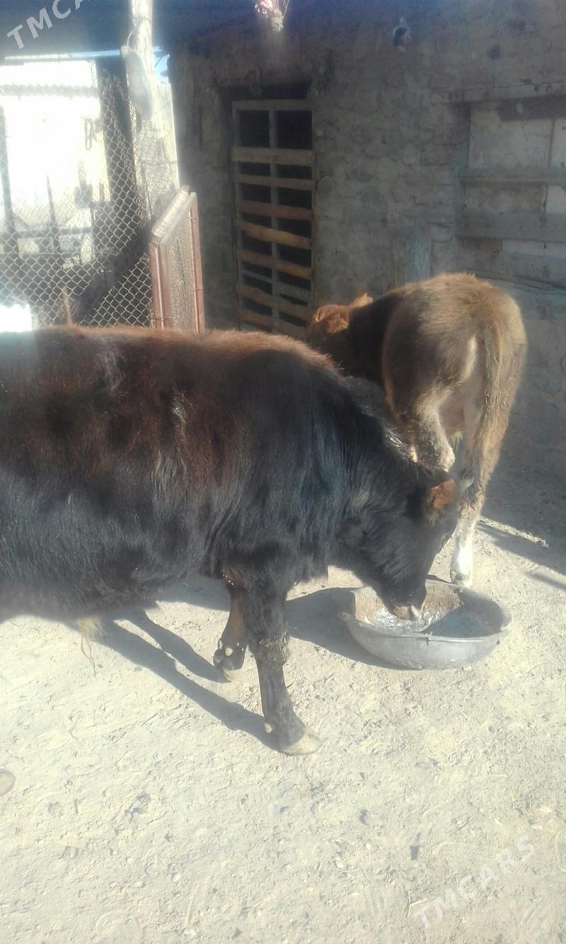 ökűökűz - Bereket - img 2