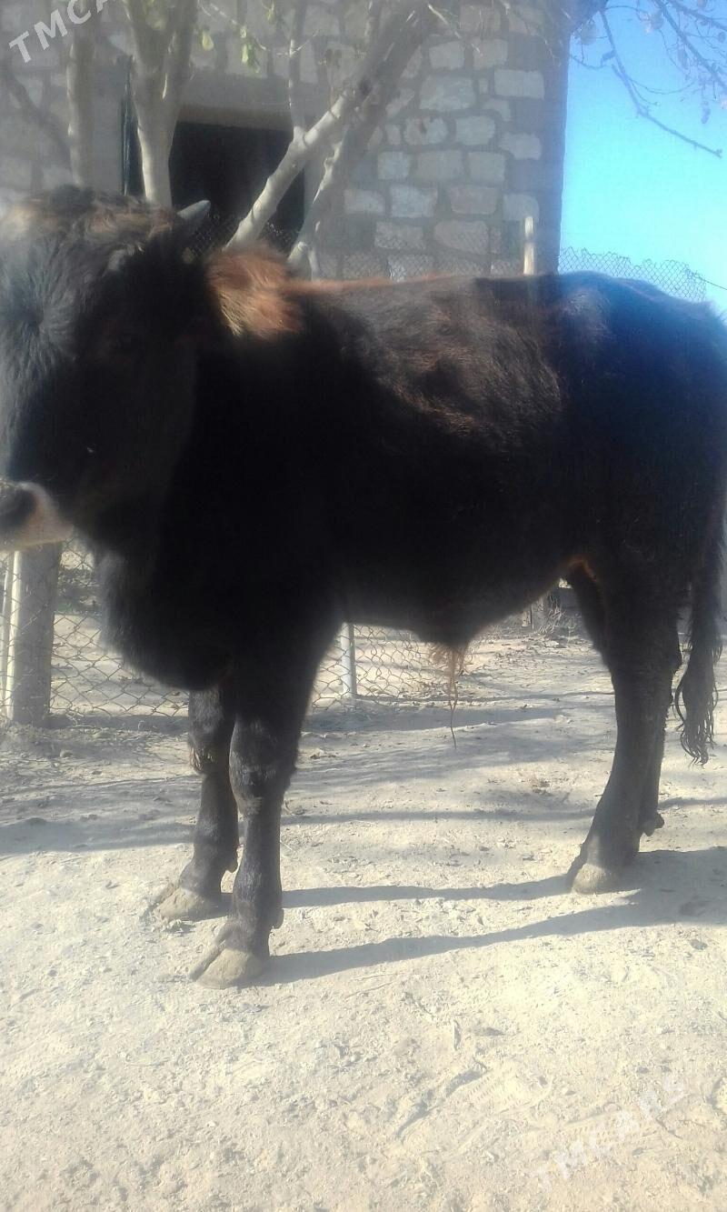 ökűökűz - Bereket - img 3