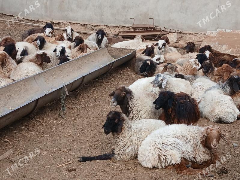 токлы чебиш - Balkanabat - img 2