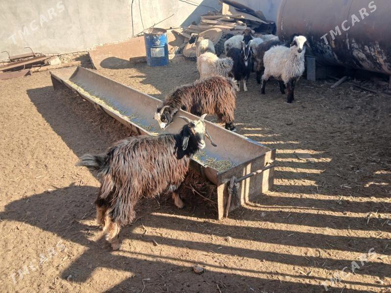 токлы чебиш - Balkanabat - img 3