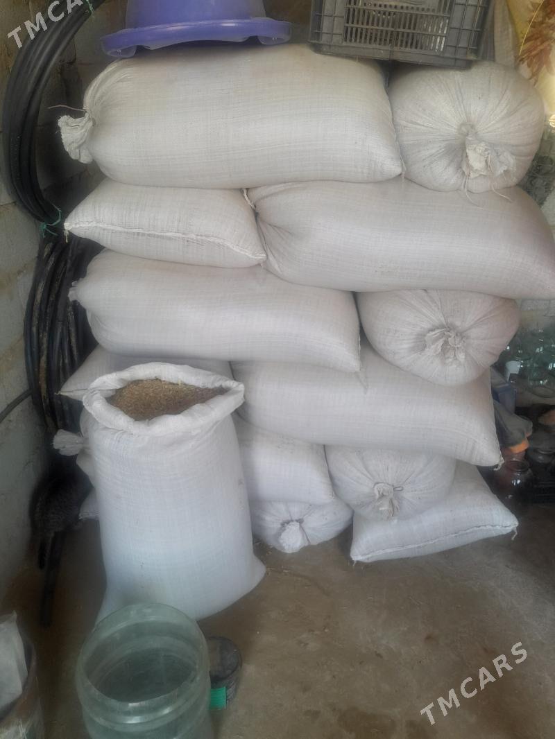 tirtikal arpa - Ak bugdaý etraby - img 2