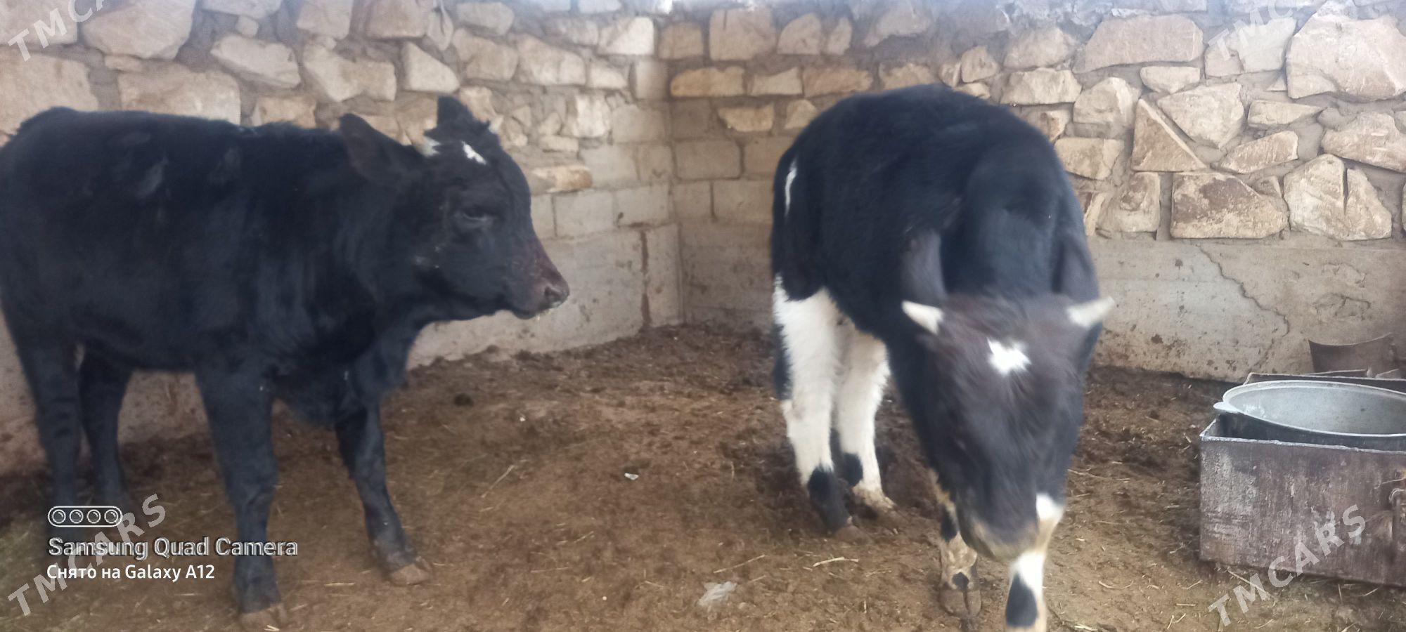 okuz 1 yas 3 ay - Gumdag - img 1