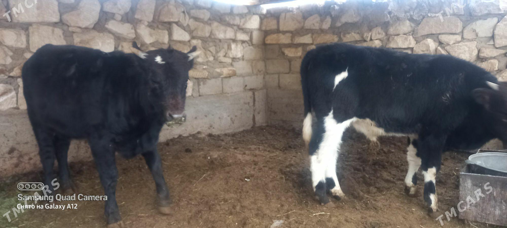 okuz 1 yas 3 ay - Gumdag - img 2