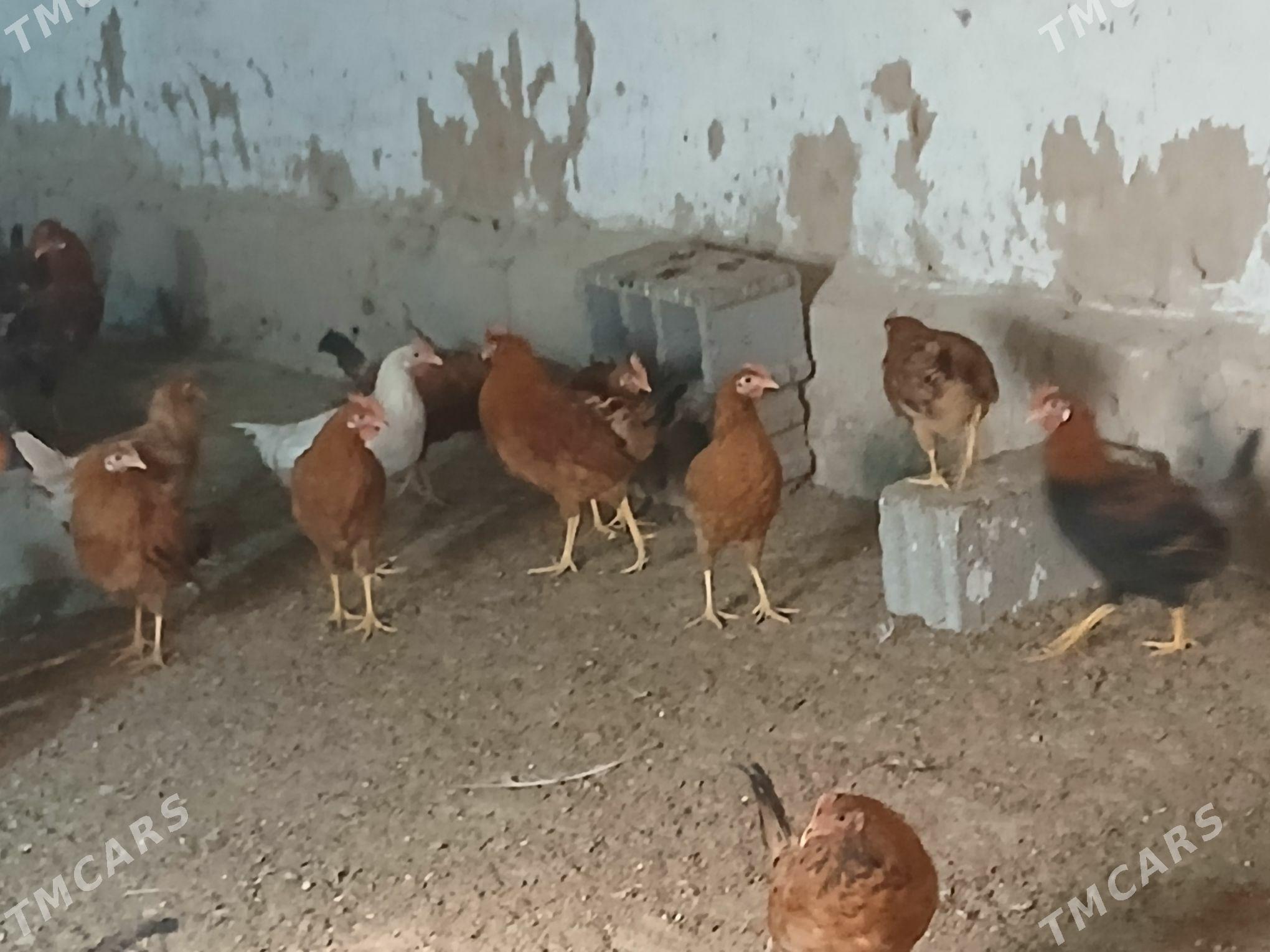 horaz - Gökje - img 2