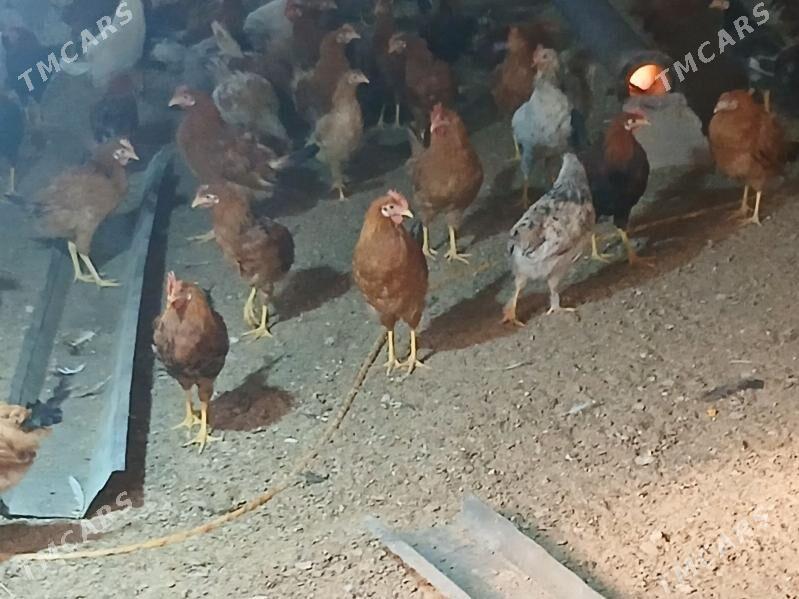 horaz - Gökje - img 3