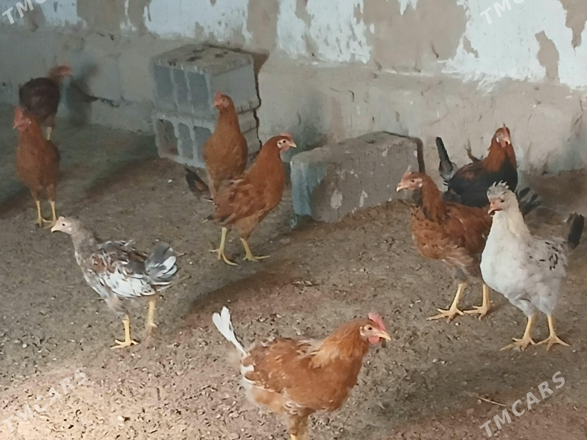 horaz - Gökje - img 4