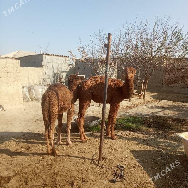 2 sani torum - Бахарден - img 4