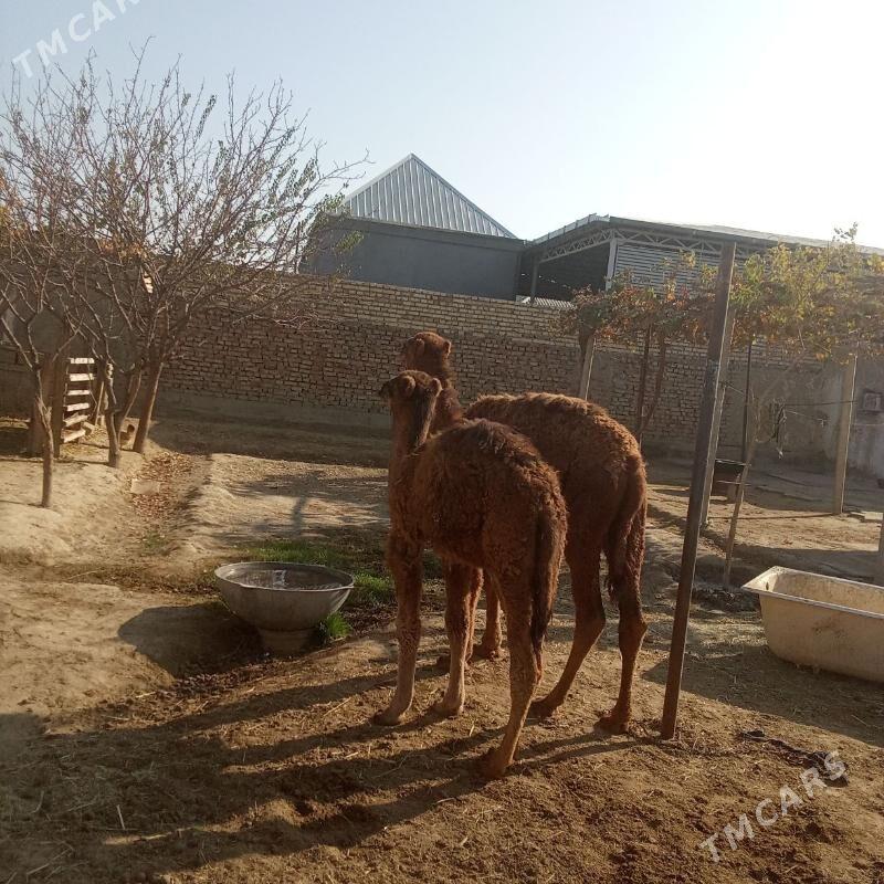 2 sani torum - Бахарден - img 6