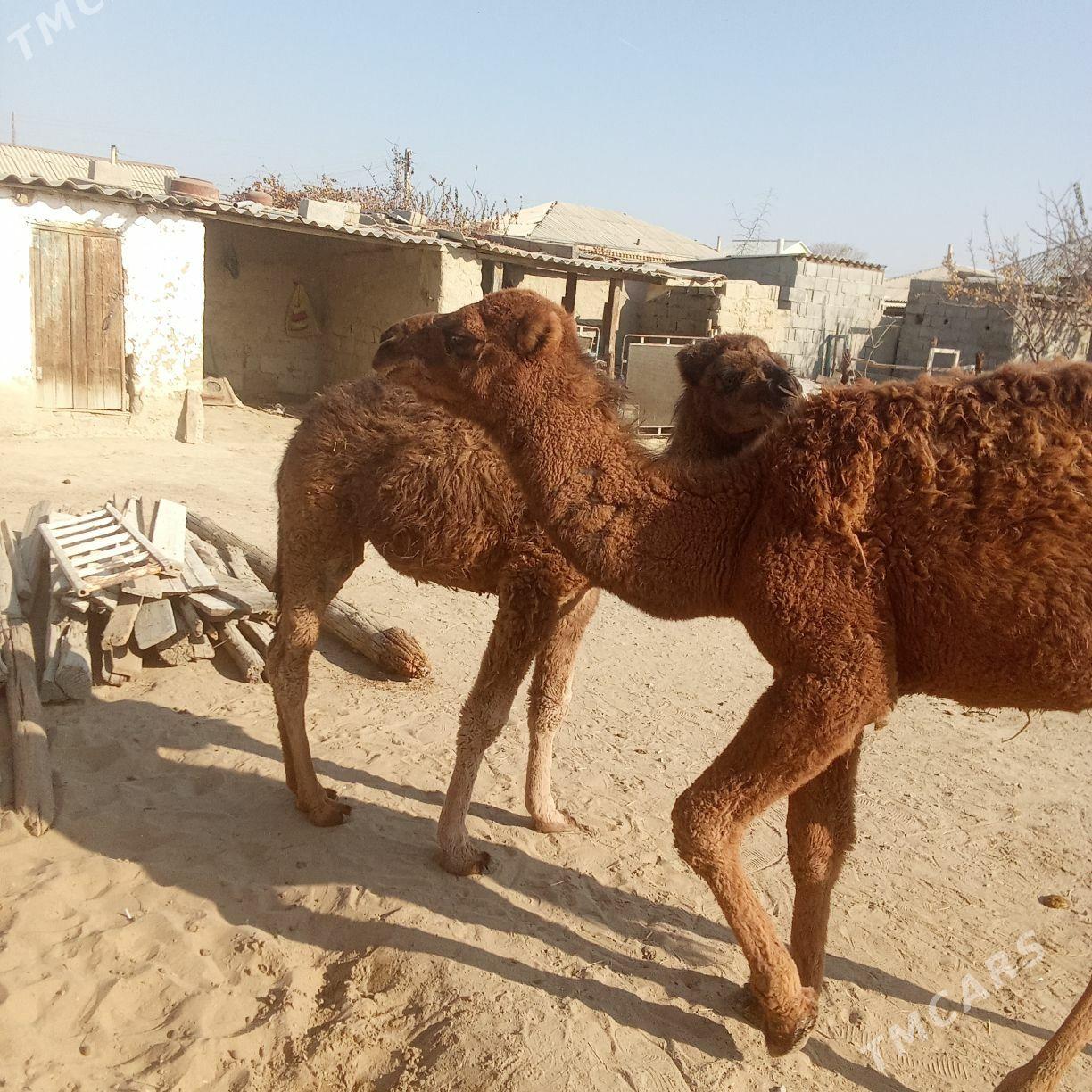 2 sani torum - Бахарден - img 7