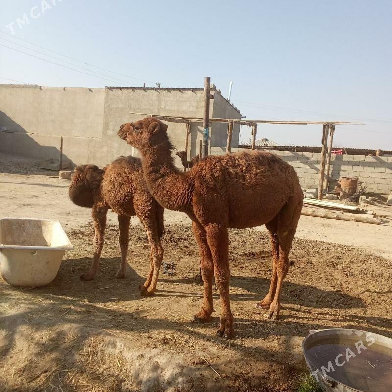 2 sani torum - Бахарден - img 5