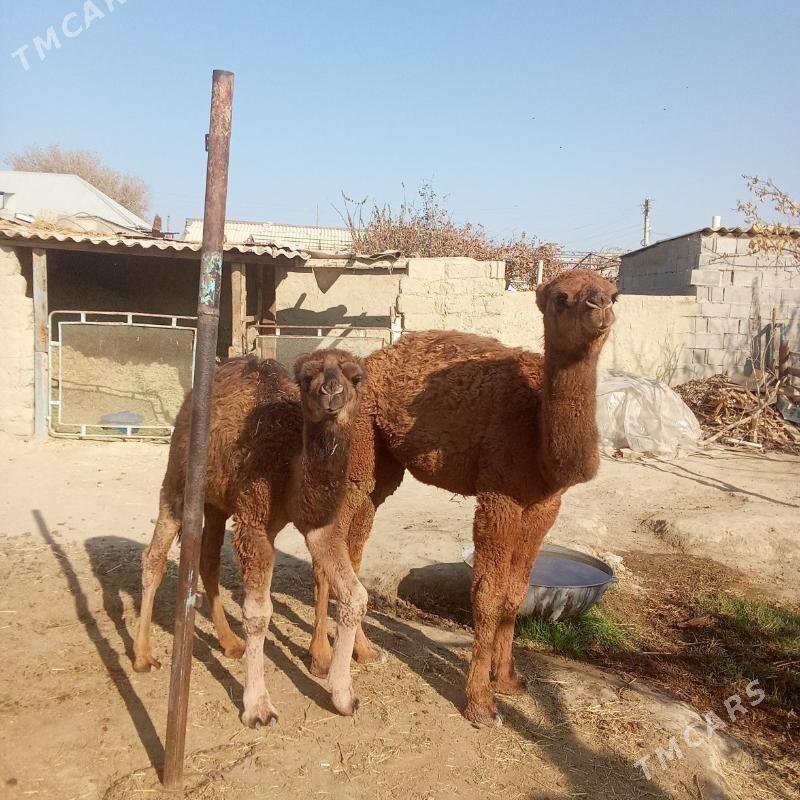 2 sani torum - Бахарден - img 3