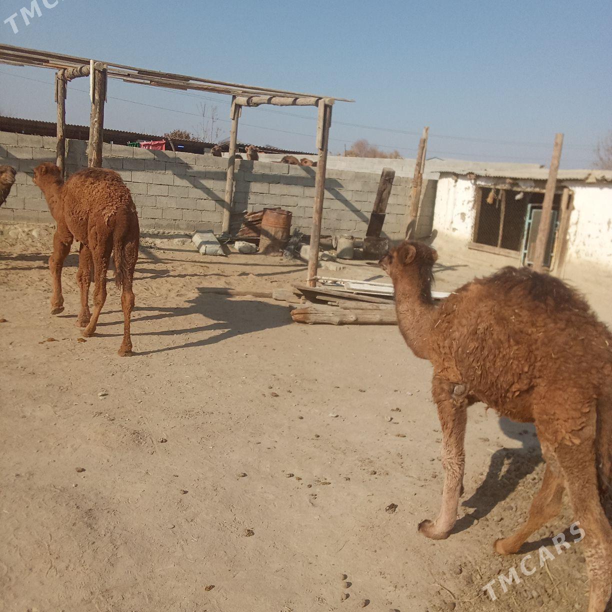 2 sani torum - Бахарден - img 2