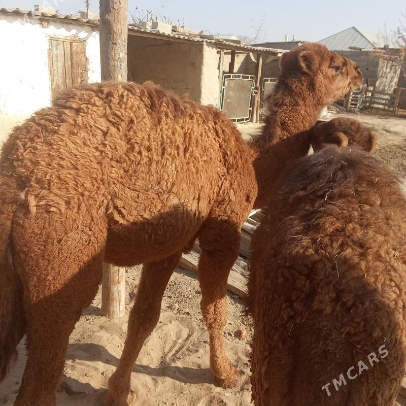 2 sani torum - Бахарден - img 8