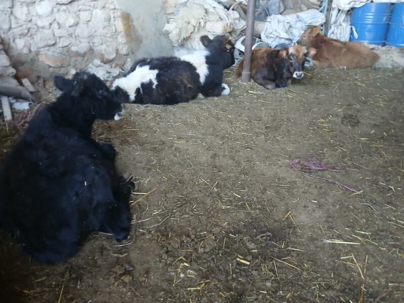 окуз гачар - Балканабат - img 4