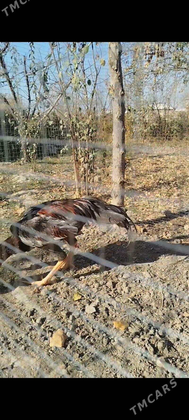 horaz - Murgap - img 4