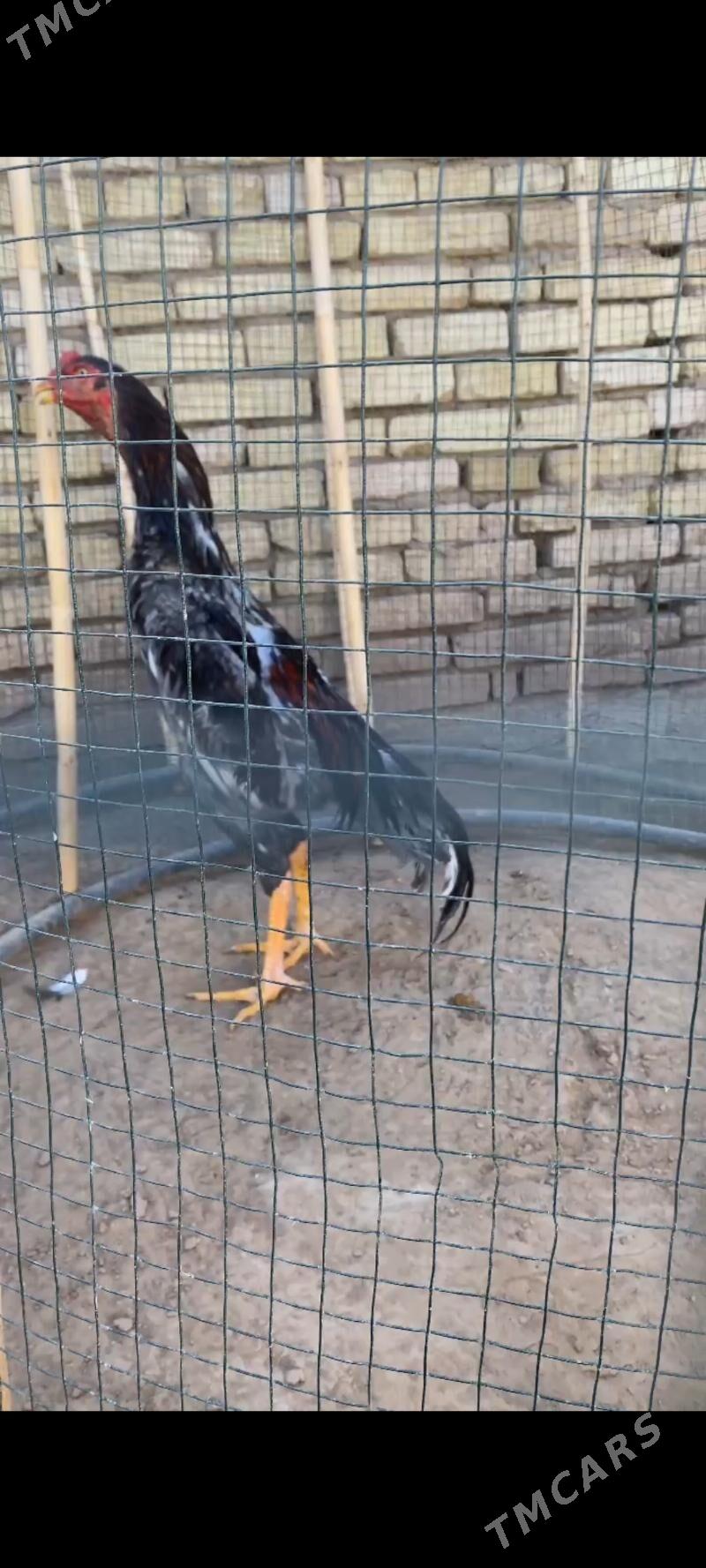 horaz - Murgap - img 2