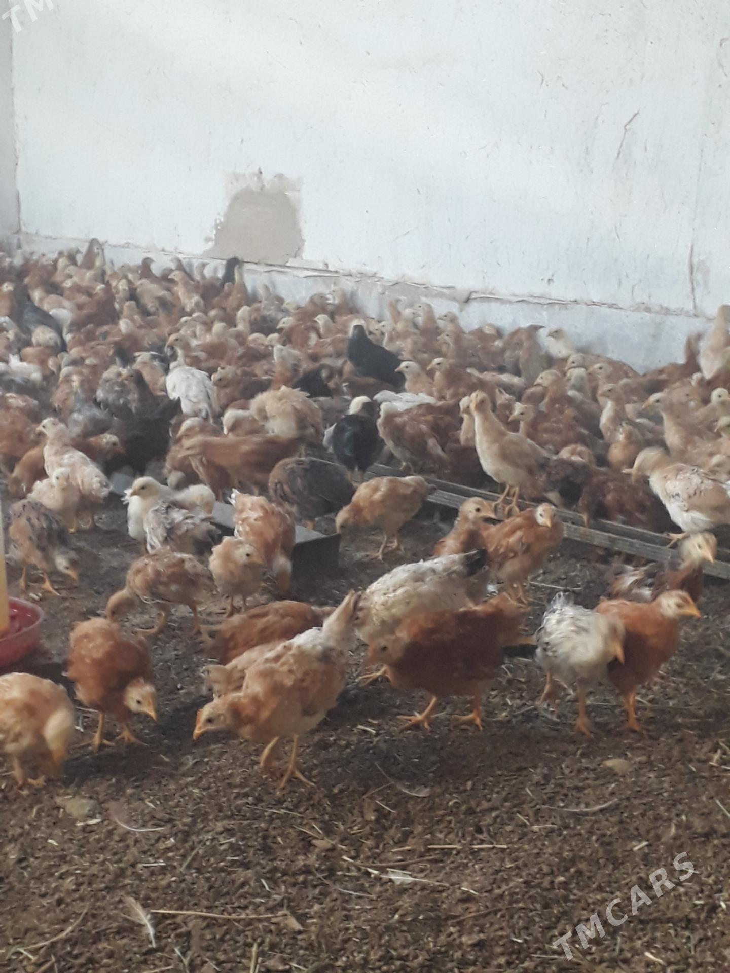 towuk juje - Kaka - img 4