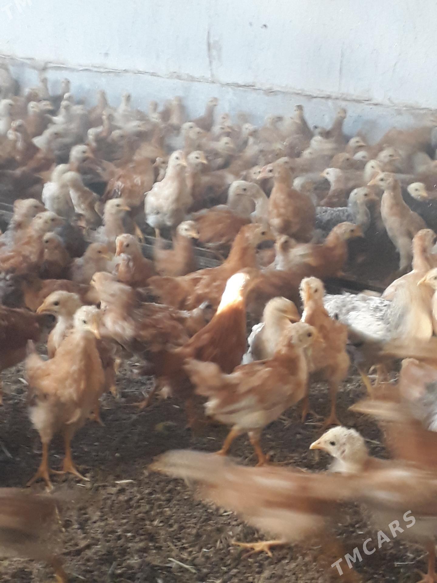 towuk juje - Kaka - img 3