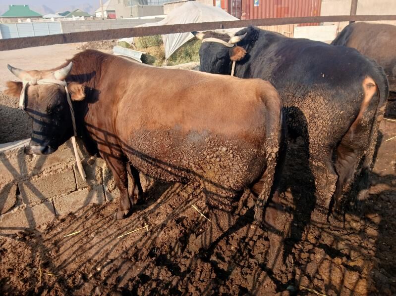 окуз гачар - Балканабат - img 6