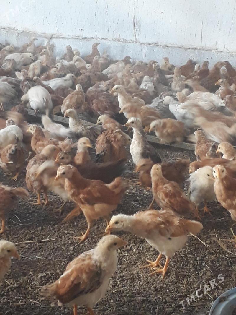 towuk juje - Kaka - img 2