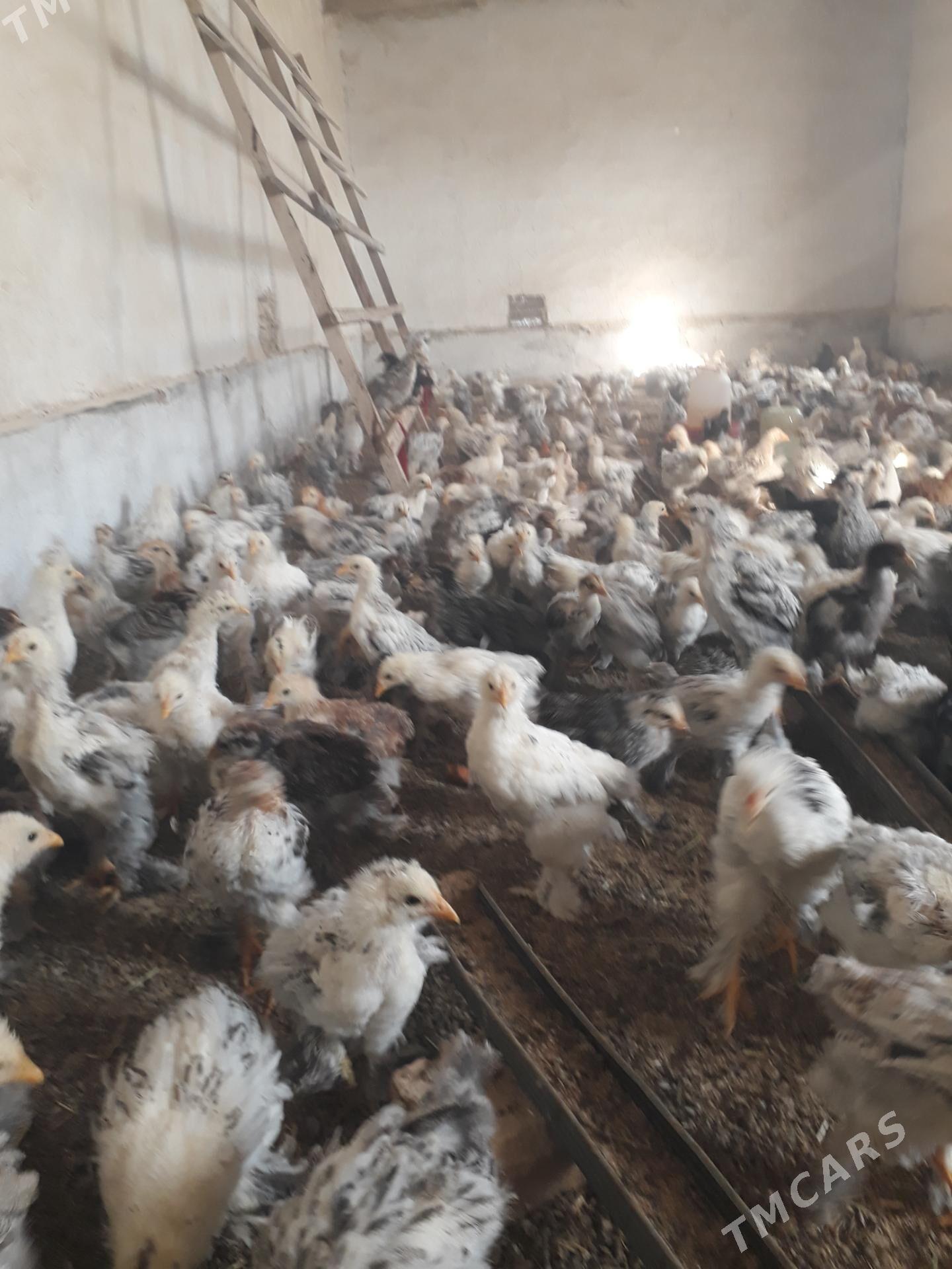 balgar juje - Kaka - img 2