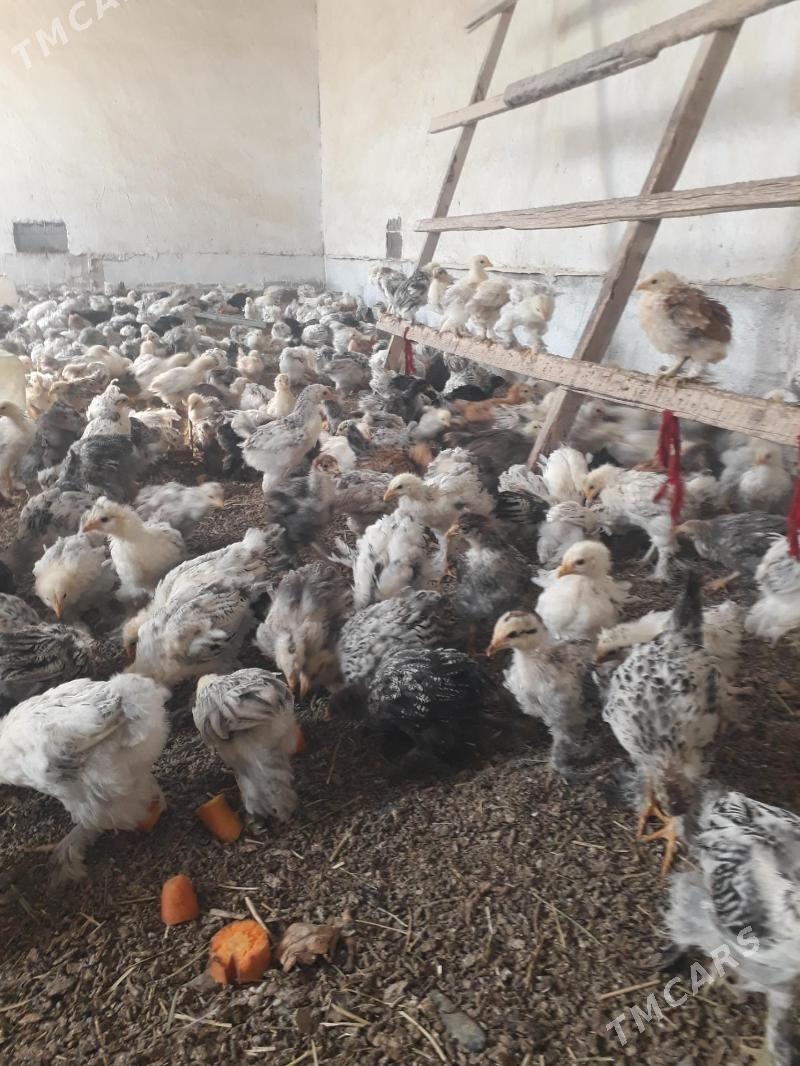 balgar juje - Kaka - img 1