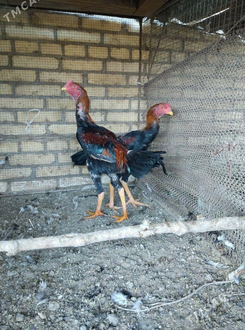 horaz juje - Халач - img 3