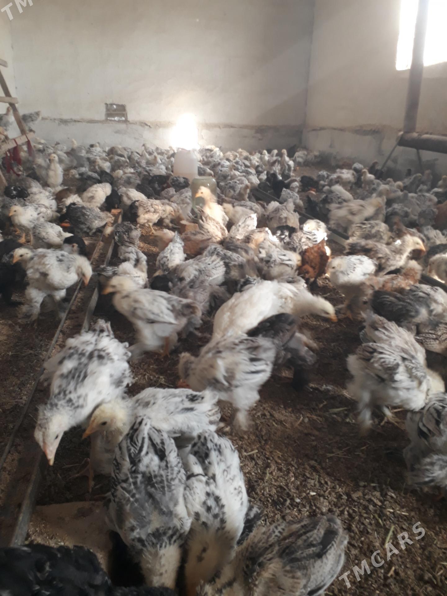 balgar juje - Kaka - img 4