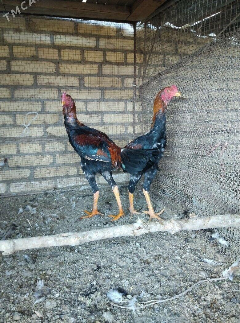 horaz juje - Халач - img 2