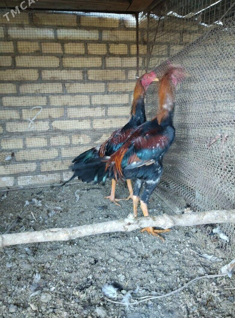 horaz juje - Халач - img 4