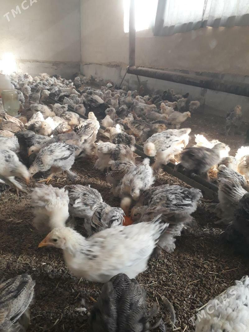 balgar juje - Kaka - img 3