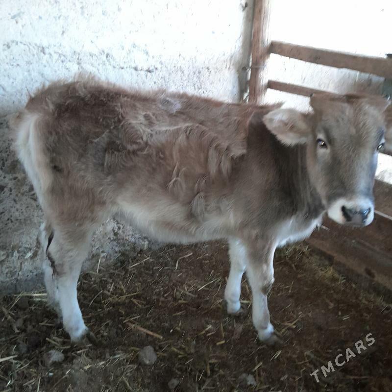 tüwe - Гызыларбат - img 2