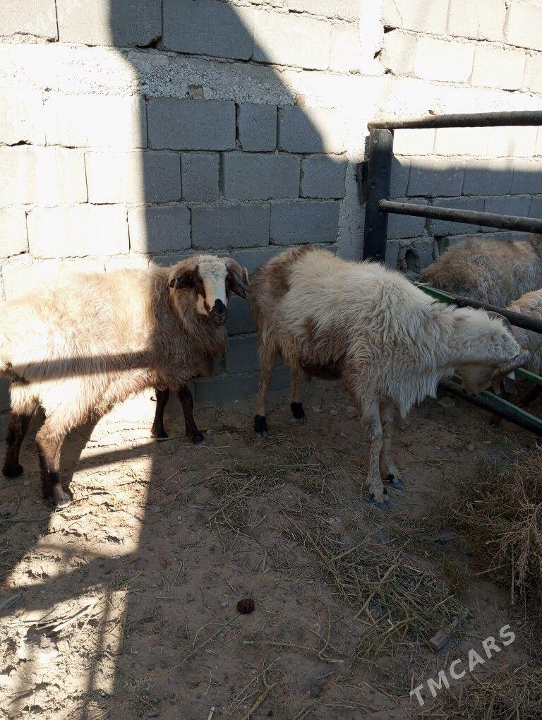 goc - Balkanabat - img 3