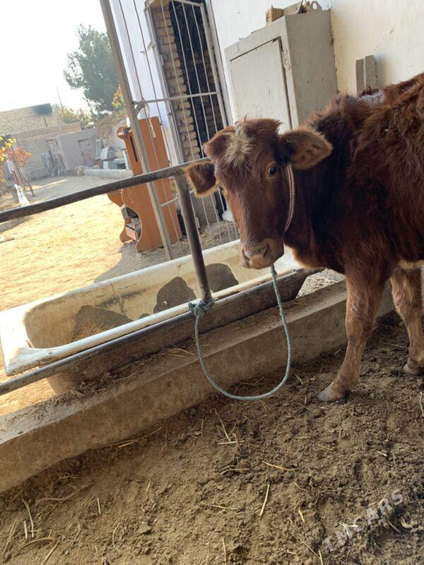 unajynlar - Туркменабат - img 4