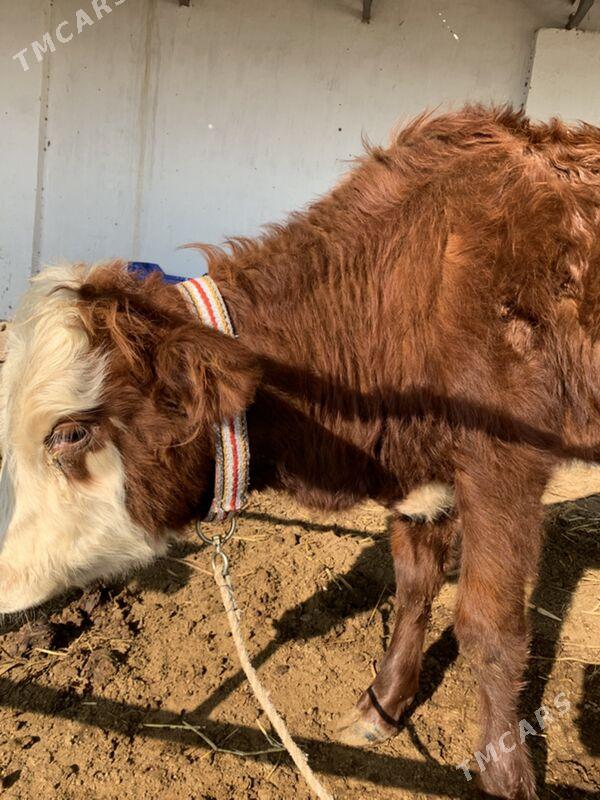 unajynlar - Туркменабат - img 2