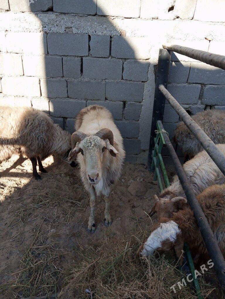 goc - Balkanabat - img 2