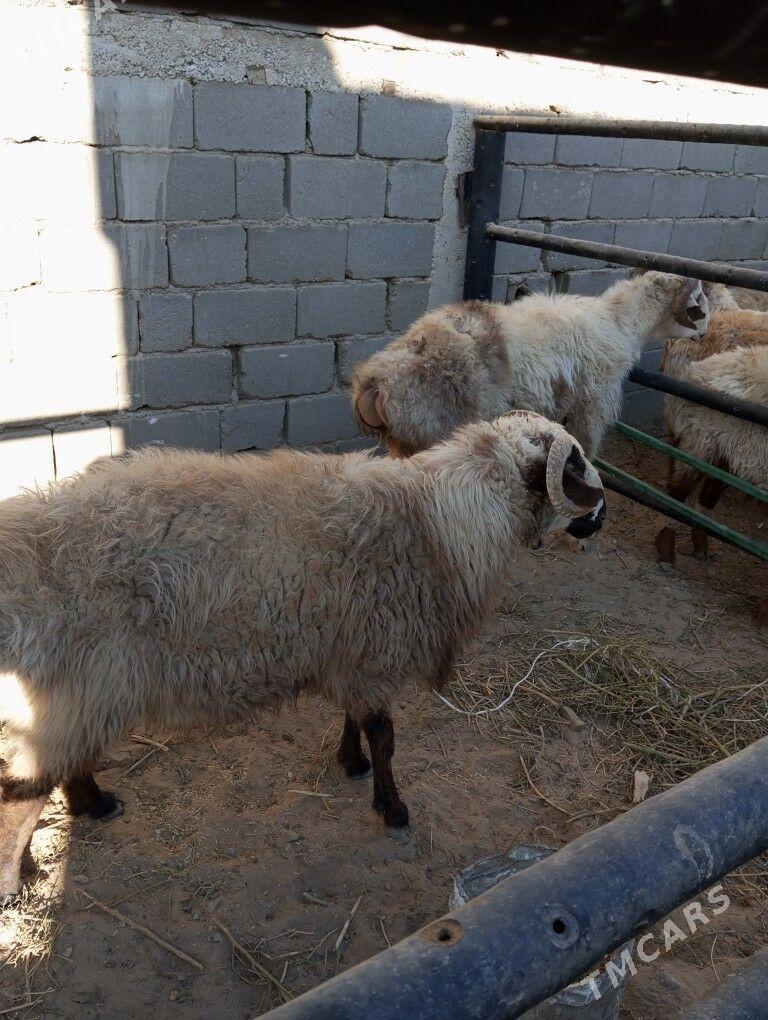 goc - Balkanabat - img 4