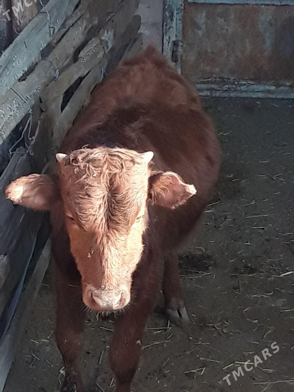 okuzce - Балканабат - img 6