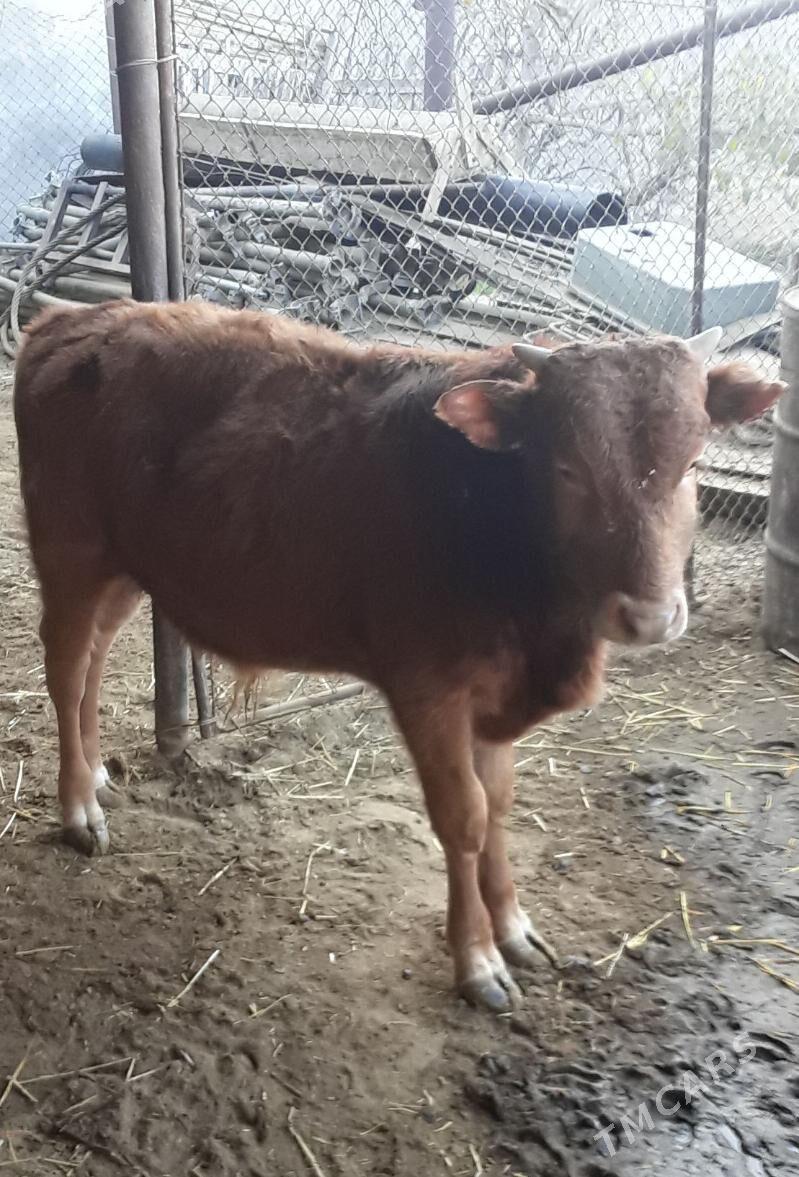 okuzce - Балканабат - img 5