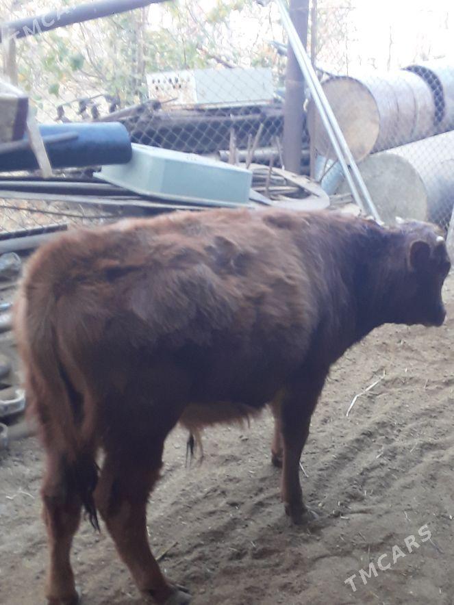 okuzce - Балканабат - img 4