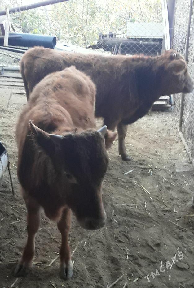 okuzce - Балканабат - img 3