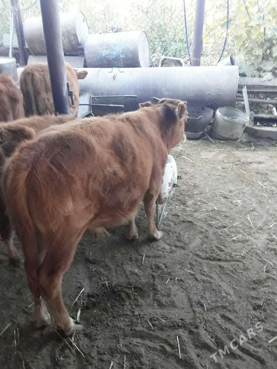 okuzce - Балканабат - img 2