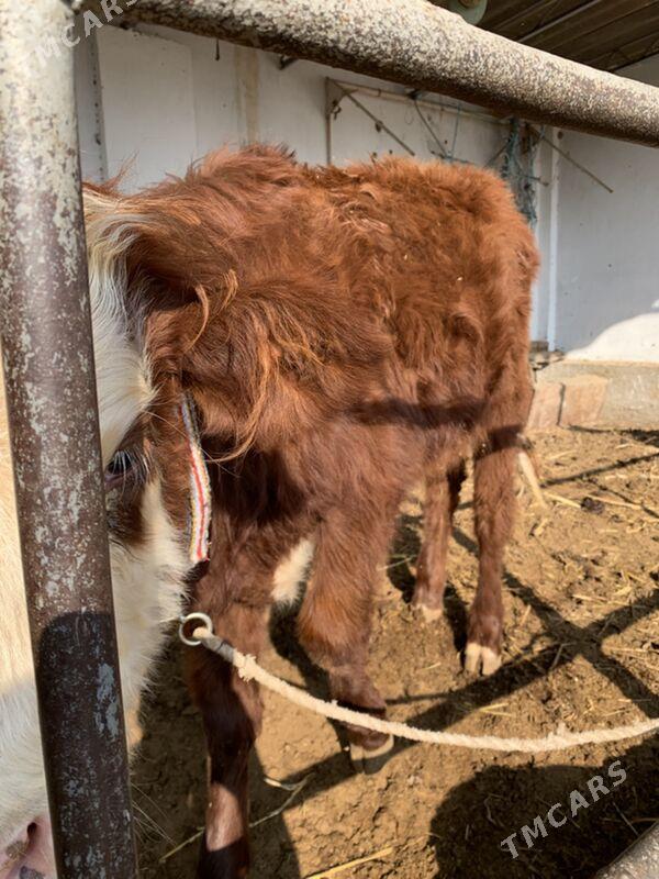 unajynlar - Туркменабат - img 3