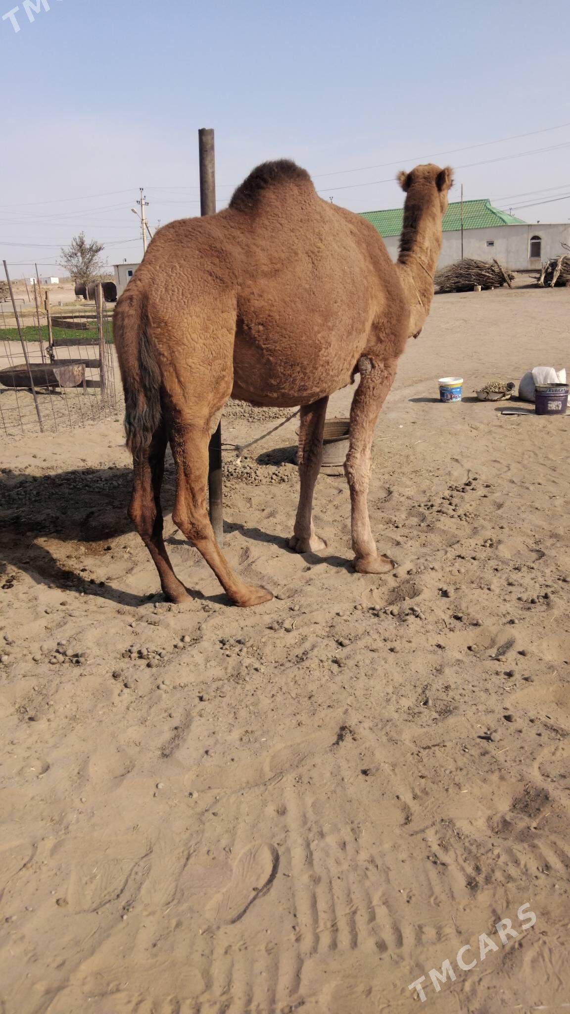 Duye torymly - Ak bugdaý etraby - img 6