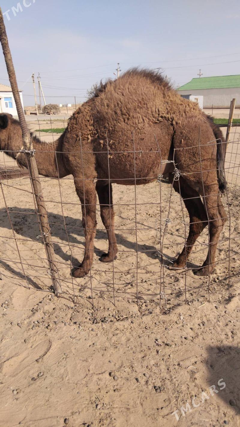 Duye torymly - Ak bugdaý etraby - img 5