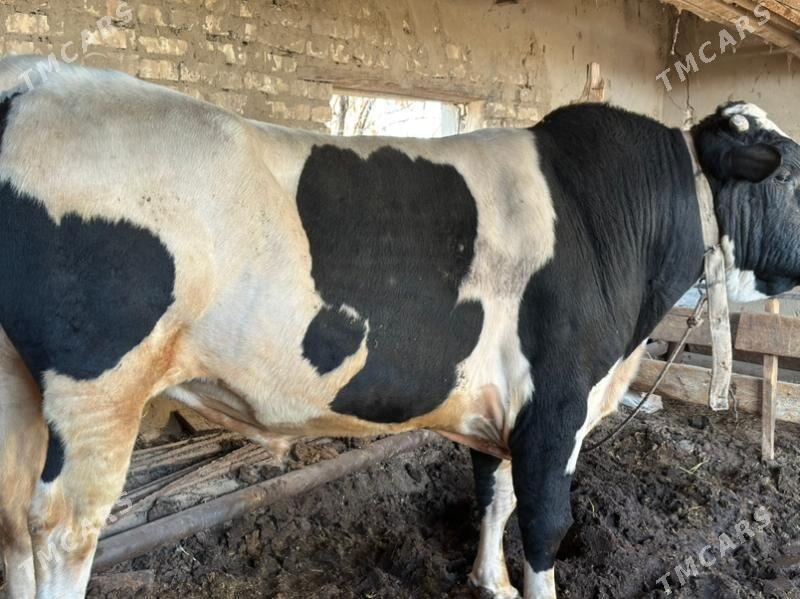 Galişteyin - Мургап - img 1