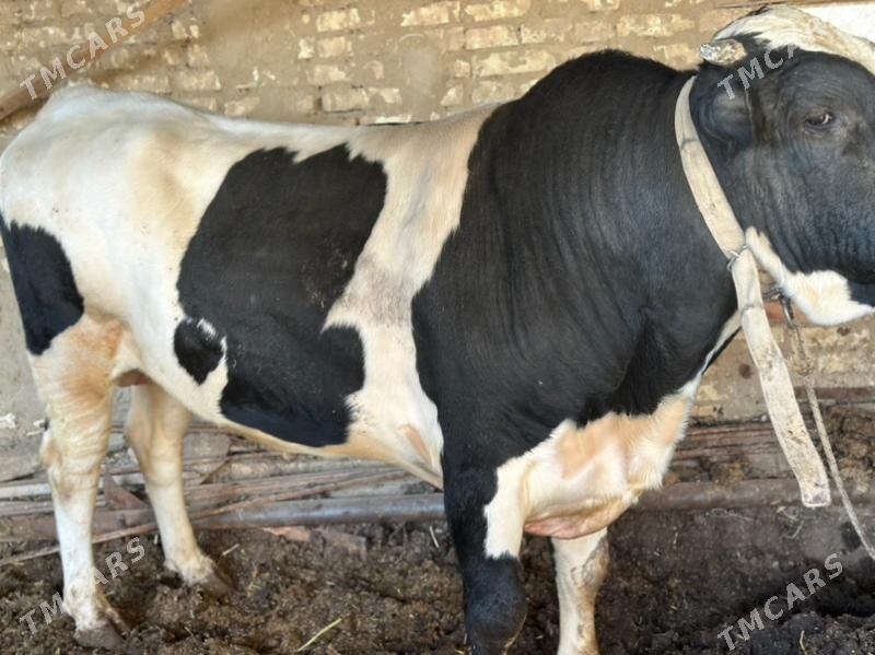 Galişteyin - Мургап - img 2